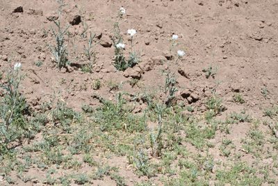 Argemone gracilenta, photographed by Juan Cruzado Cortés