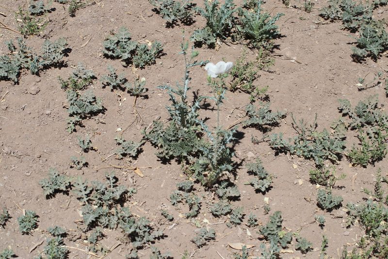 Argemone gracilenta, photographed by Juan Cruzado Cortés