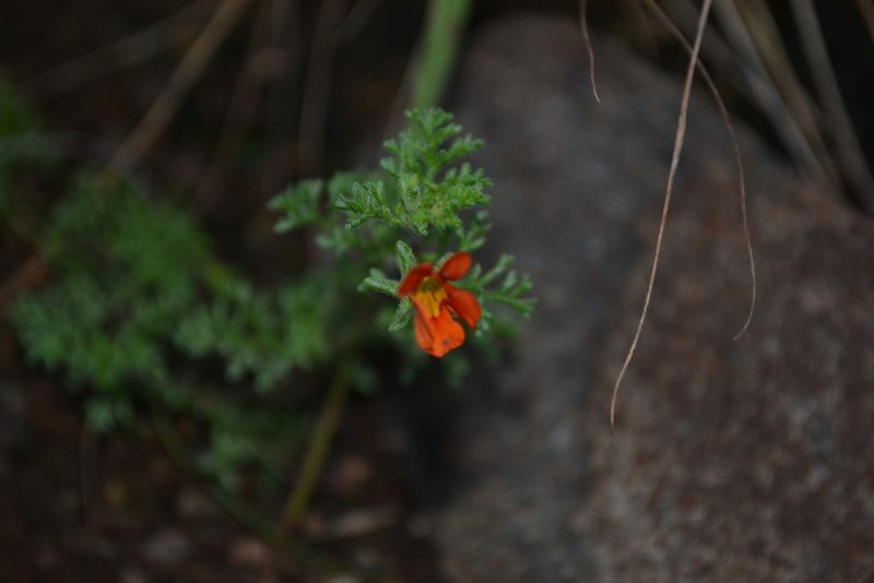 Jamesbrittenia aurantiaca, photographed by Ricus Nel