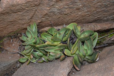 Crassula nudicaulis, photographed by Ricus Nel
