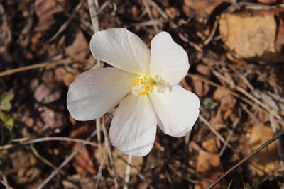 Hibiscus pusillus, photographed by Tony Rebelo