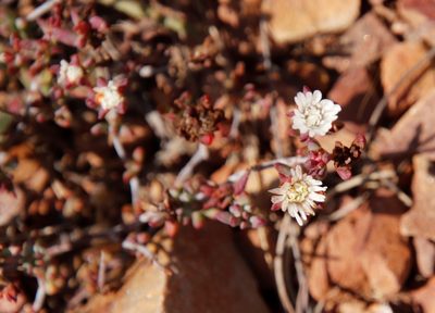 Lampranthus falcatus, photographed by Tony Rebelo
