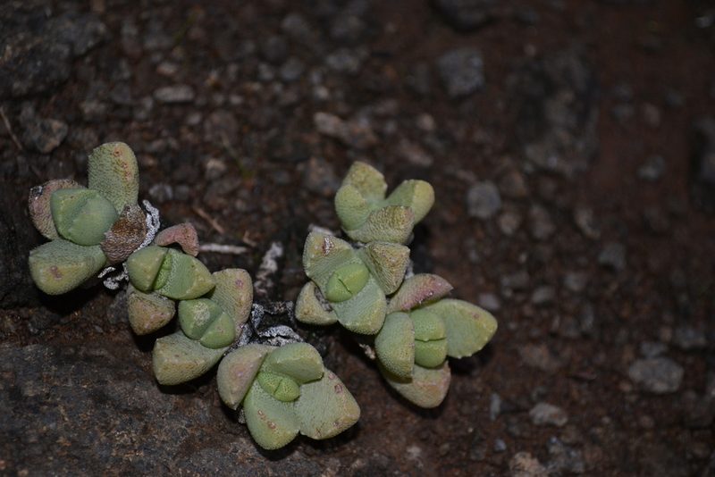 Stomatium bolusiae, photographed by Ricus Nel