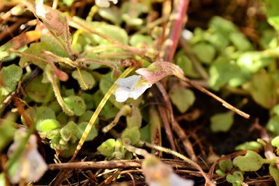 Diclis petiolaris, photographed by Ricus Nel