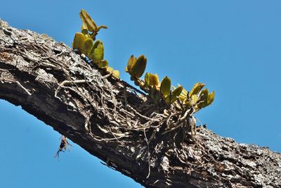 Calyptrochilum christyanum, photographed by i_c_riddell