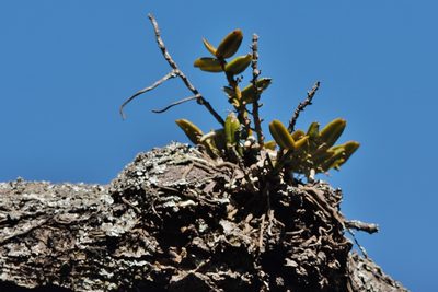 Calyptrochilum christyanum, photographed by i_c_riddell