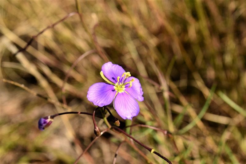 Heliophila suavissima, photographed by Ricus Nel