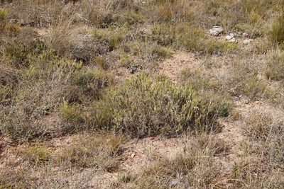 Oedera pungens, photographed by Tony Rebelo