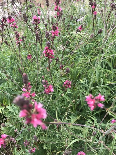 Sidalcea nelsoniana, photographed by Michael O'Loughlin