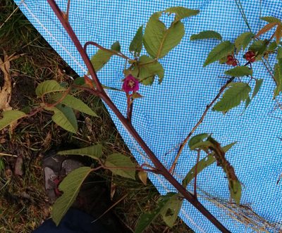Rubus megalococcus, photographed by Alfredo F. Fuentes Claros
