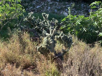Cylindropuntia fulgida, photographed by Dave Richardson