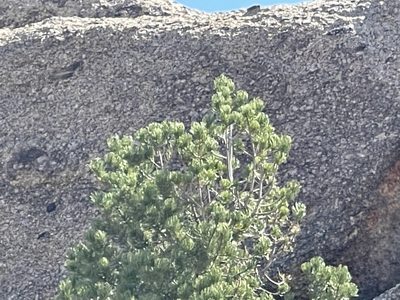 Pinus edulis, photographed by CK2AZ