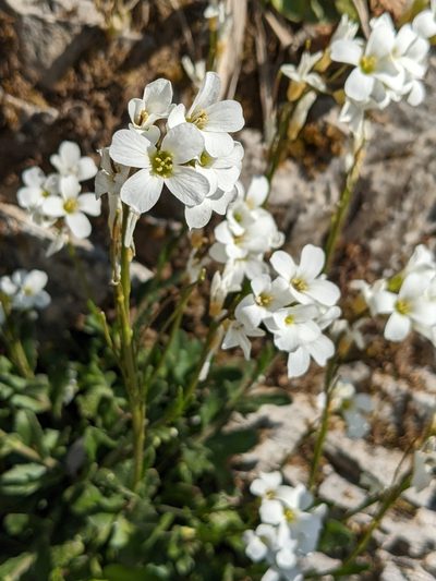 Arabis collina, photographed by Denis Bastianelli