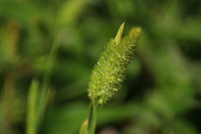 Rostraria cristata, photographed by CorentinD