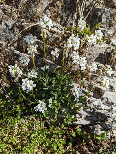Arabis collina, photographed by Denis Bastianelli