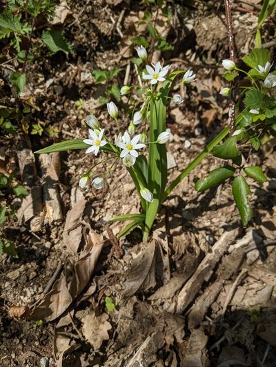 Allium pendulinum, photographed by Denis Bastianelli