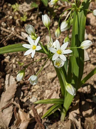 Allium pendulinum, photographed by Denis Bastianelli