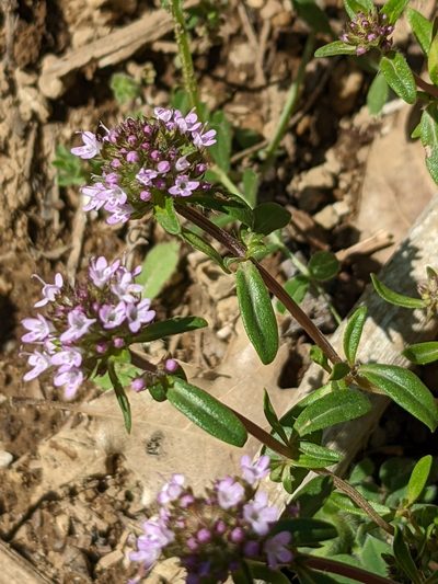 Thymus longicaulis, photographed by Denis Bastianelli