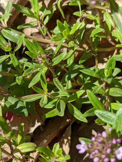 Thymus longicaulis, photographed by Denis Bastianelli