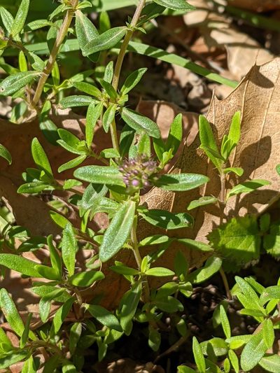 Thymus longicaulis, photographed by Denis Bastianelli