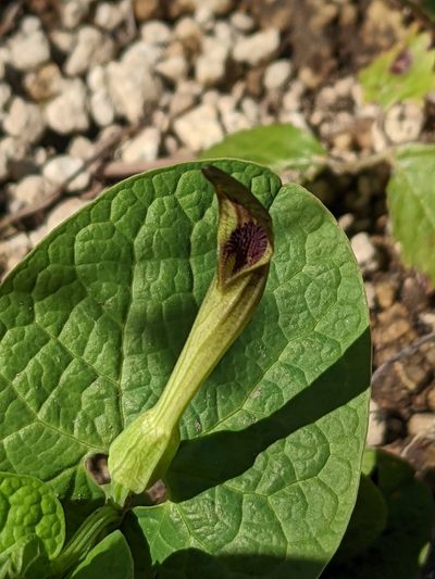 Aristolochia lutea, photographed by Denis Bastianelli