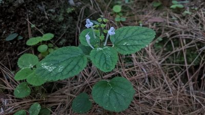 Scutellaria indica, photographed by Cheng-Te Hsu