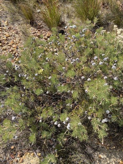 Serruria triternata, photographed by Dave U