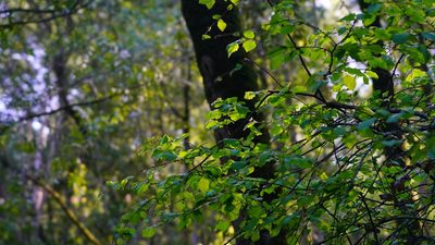 Corylus cornuta, photographed by Michael Warner