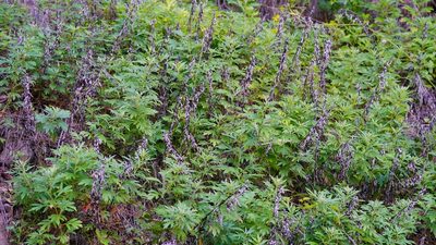 Artemisia douglasiana, photographed by Michael Warner