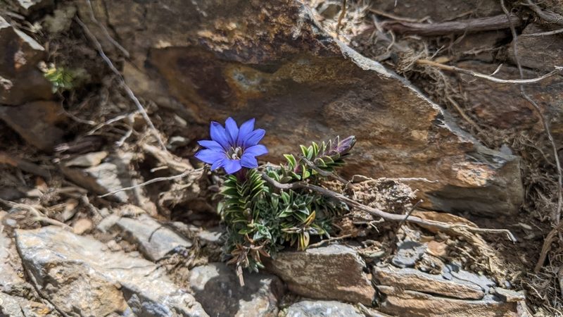 Gentiana arisanensis, photographed by Cheng-Te Hsu