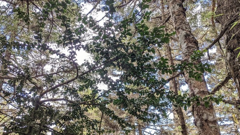 Ilex bioritsensis, photographed by Cheng-Te Hsu