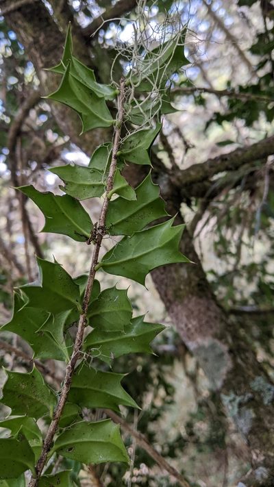 Ilex bioritsensis, photographed by Cheng-Te Hsu
