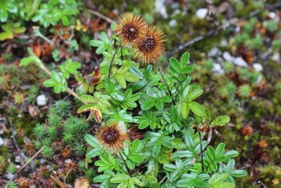 Acaena ovalifolia