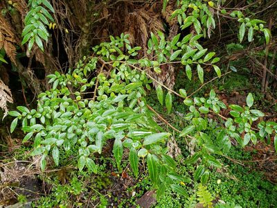 Azara lanceolata, photographed by Cesar Ormazabal