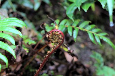 Parablechnum chilense, photographed by Cesar Ormazabal