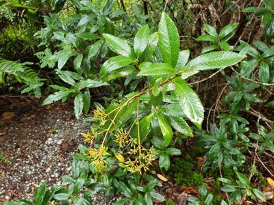 Caldcluvia paniculata, photographed by Cesar Ormazabal