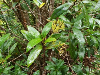 Caldcluvia paniculata, photographed by Cesar Ormazabal