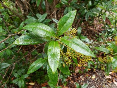 Caldcluvia paniculata, photographed by Cesar Ormazabal