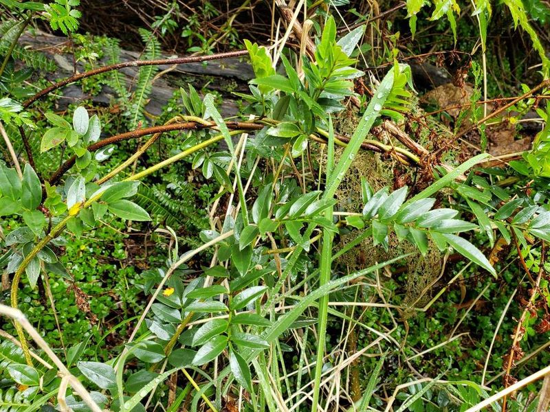 Campsidium valdivianum, photographed by Cesar Ormazabal