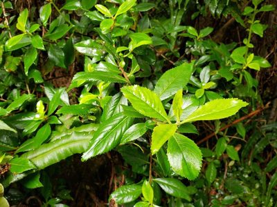 Escallonia rubra, photographed by Cesar Ormazabal