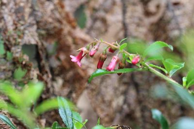 Escallonia rubra, photographed by Cesar Ormazabal