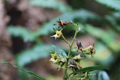 Escallonia rubra, photographed by Cesar Ormazabal