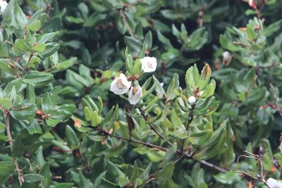 Eucryphia cordifolia, photographed by Cesar Ormazabal