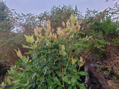 Eucryphia cordifolia, photographed by Cesar Ormazabal