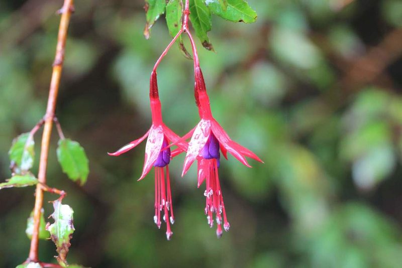 Fuchsia magellanica, photographed by Cesar Ormazabal