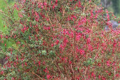 Fuchsia magellanica, photographed by Cesar Ormazabal