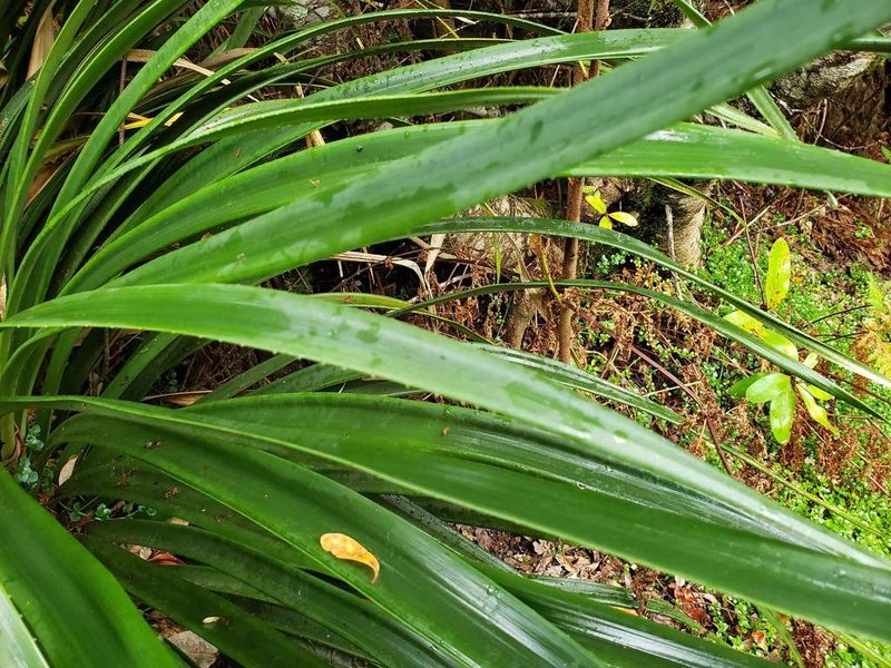 Greigia sphacelata, photographed by Cesar Ormazabal