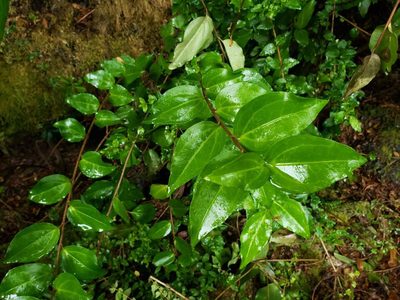 Griselinia racemosa, photographed by Cesar Ormazabal