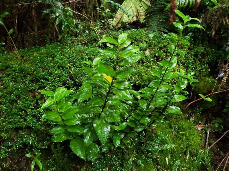 Griselinia racemosa, photographed by Cesar Ormazabal