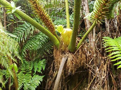 Gunnera tinctoria, photographed by Cesar Ormazabal